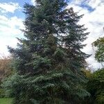 Abies concolor Habit