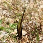 Biarum tenuifolium Natur