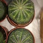 Euphorbia obesa Листок