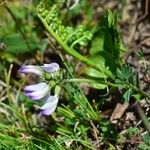 Astragalus alpinus Blatt