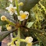 Saurauia montana Flower