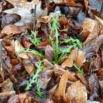 Taraxacum erythrospermum 叶