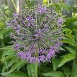 Allium nigrum Flower