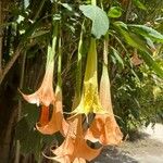 Brugmansia versicolorKvet