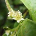 Cloezia floribunda Λουλούδι