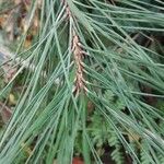 Pinus nigra 葉