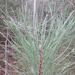 Pinus pinaster Leaf