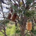 Banksia marginata Frucht