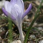 Crocus carpetanus Λουλούδι