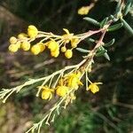 Cytisus galianoi Fleur