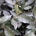 Laurus nobilis List