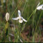 Pogonia ophioglossoides 花