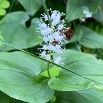 Maianthemum bifolium Blüte