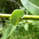 Salix prolixa പുറംതൊലി