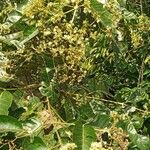 Harungana madagascariensis Virág