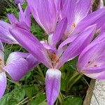 Colchicum lusitanum 花