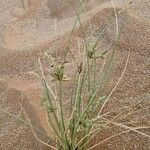 Cyperus conglomeratus Habit