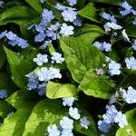 Omphalodes verna Hábito