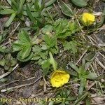 Potentilla brauneana Vekstform