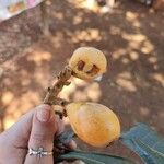 Eriobotrya japonica Плод