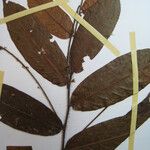 Hirtella hispidula Otro
