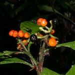 Psychotria racemosa Ffrwyth