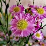 Symphyotrichum novi-belgiiFiore