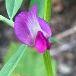 Vicia sativa Floare