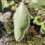 Verbascum undulatum Leaf