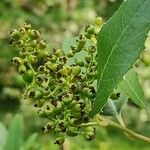 Photinia arbutifolia ফল