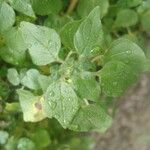 Parietaria floridana Hoja