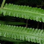 Thelypteris costata Leaf