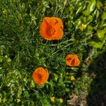 Eschscholzia californicaЦвят