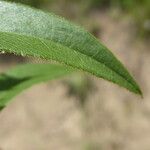 Pentanema salicinum Blad