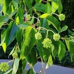 Camptotheca acuminata Blatt