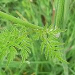 Chaerophyllum aureum Blad