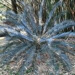 Encephalartos lehmannii ശീലം