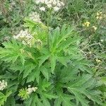 Heracleum lanatum Листок