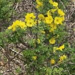 Rhigozum zambesiacum Flower