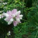 Coronilla variaBlüte