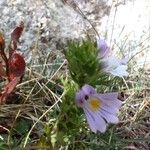 Euphrasia alpinaFlower