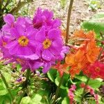 Primula bulleyana ফুল