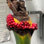 Amorphophallus titanum Froito