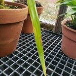 Pandanus tectorius Blad