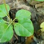 Orthilia secunda Likasa