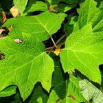 Hydrangea quercifolia Blad