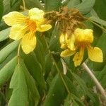 Markhamia obtusifolia Flower