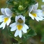 Euphrasia hirtella Flower