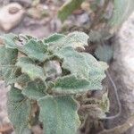 Solanum villosum Leaf