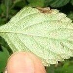 Salvia occidentalis Celota